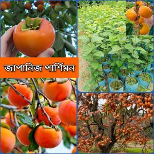 ১৪ পিস চারার কম্বো প্যাকেজ